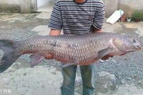 青鱼视频国产3,探索青春光影下的情感世界